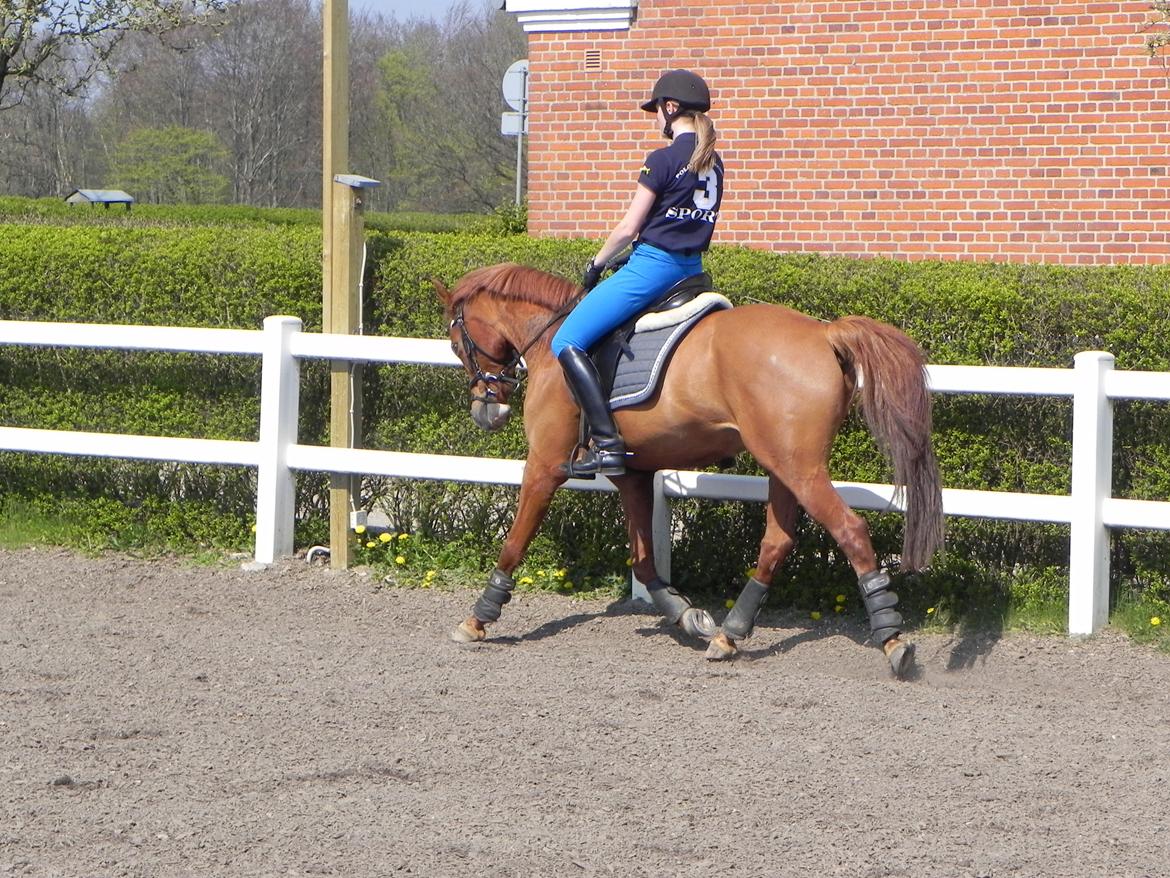 Hollandsk Sportspony Broderigårdens Nando (Gucci Nans) billede 10
