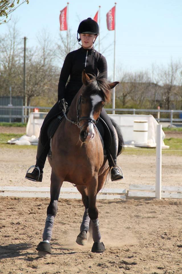 Anden særlig race Bonette billede 9