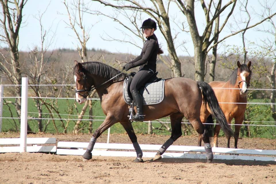 Anden særlig race Bonette billede 7