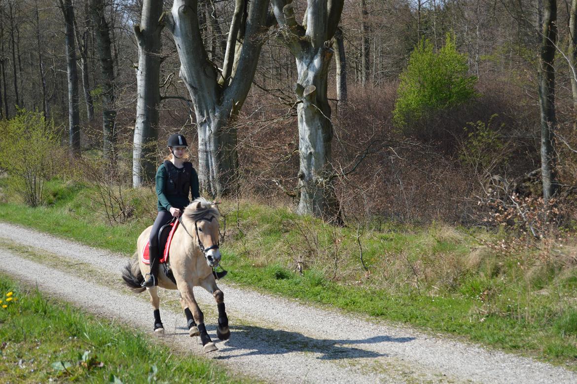 Fjordhest Fjordens Isette billede 18