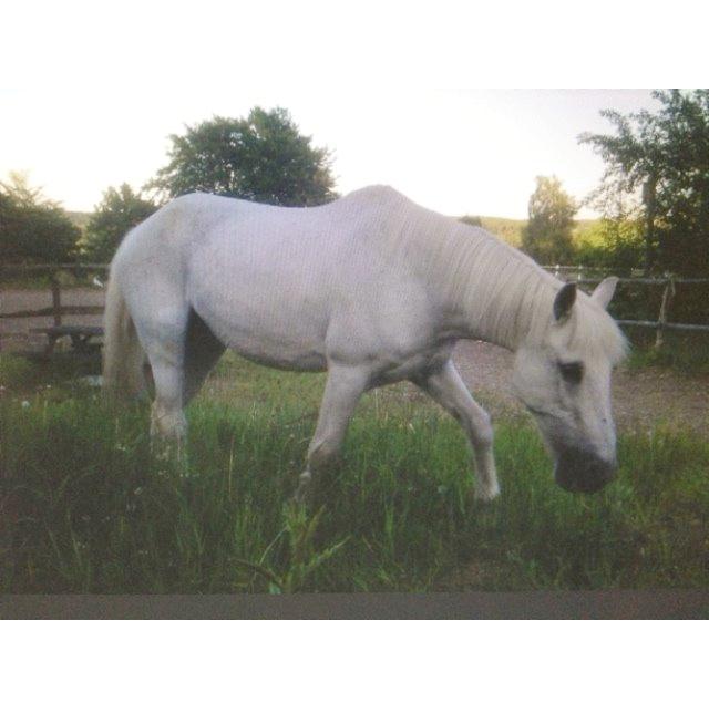 Anden særlig race Junker <3 billede 25