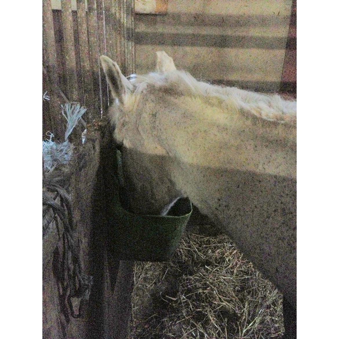 Anden særlig race Junker <3 billede 28