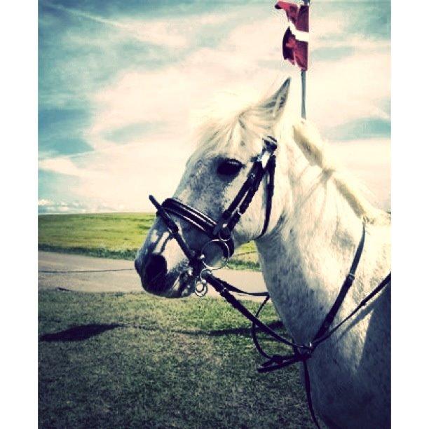 Anden særlig race Junker <3 billede 29