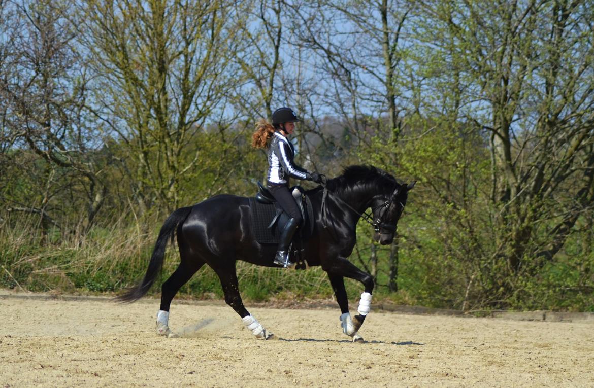 Dansk Varmblod Runehøjs Damsel billede 5