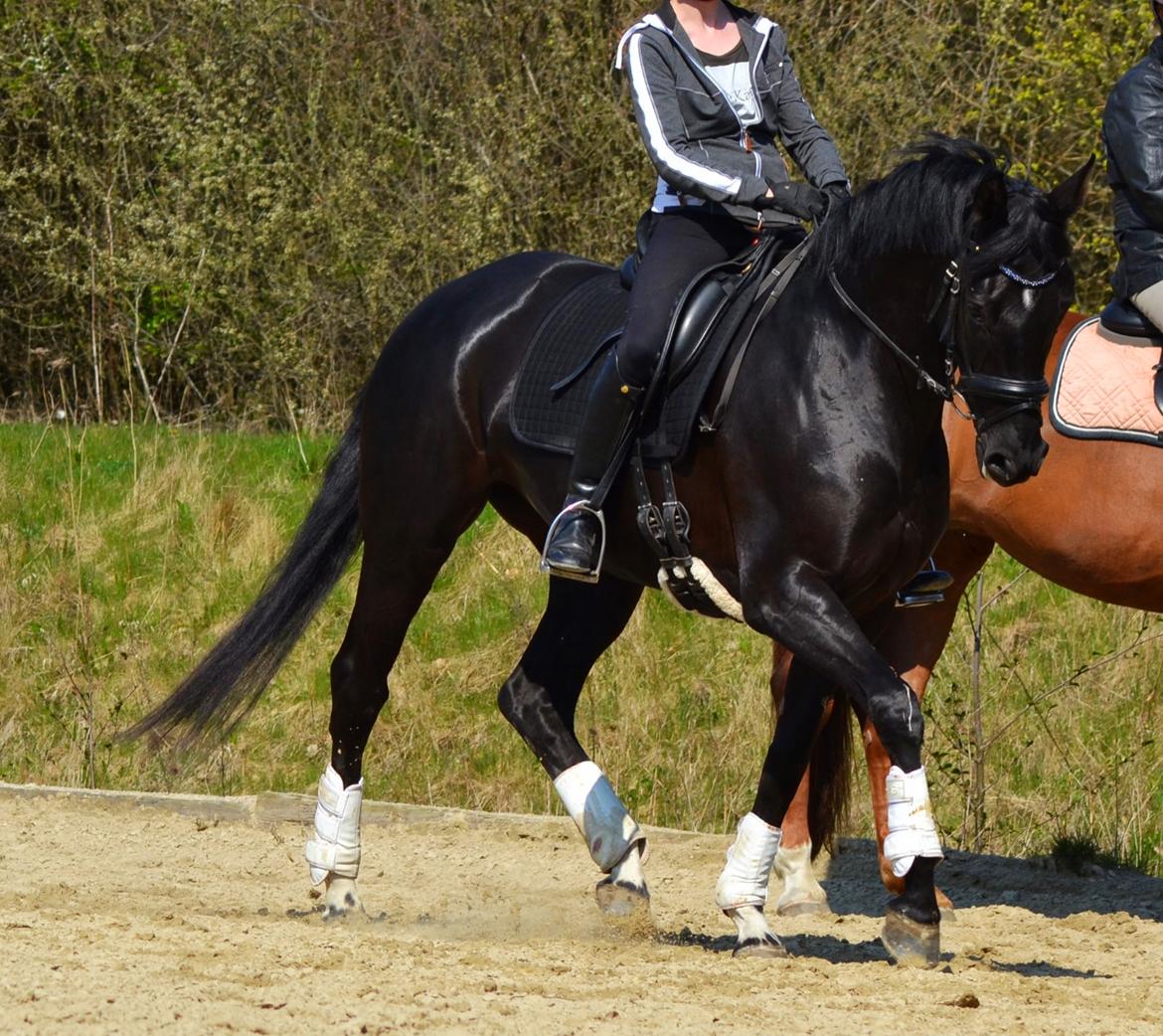 Dansk Varmblod Runehøjs Damsel billede 8