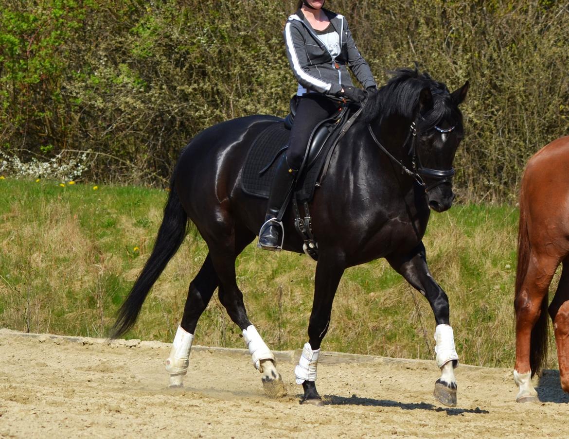 Dansk Varmblod Runehøjs Damsel billede 9