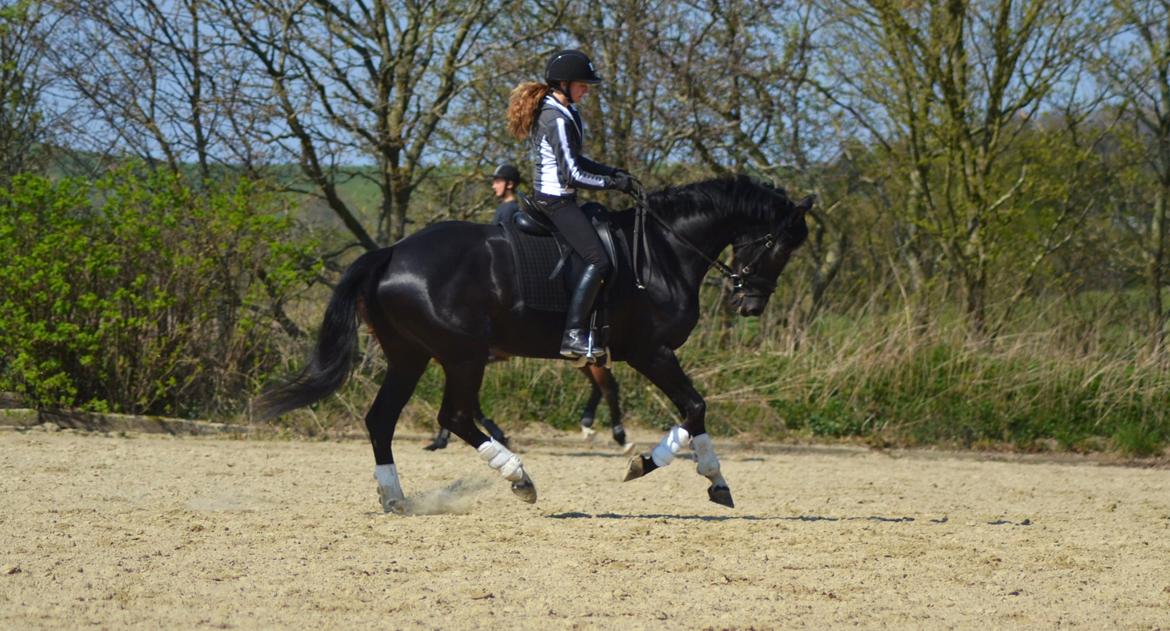 Dansk Varmblod Runehøjs Damsel billede 12