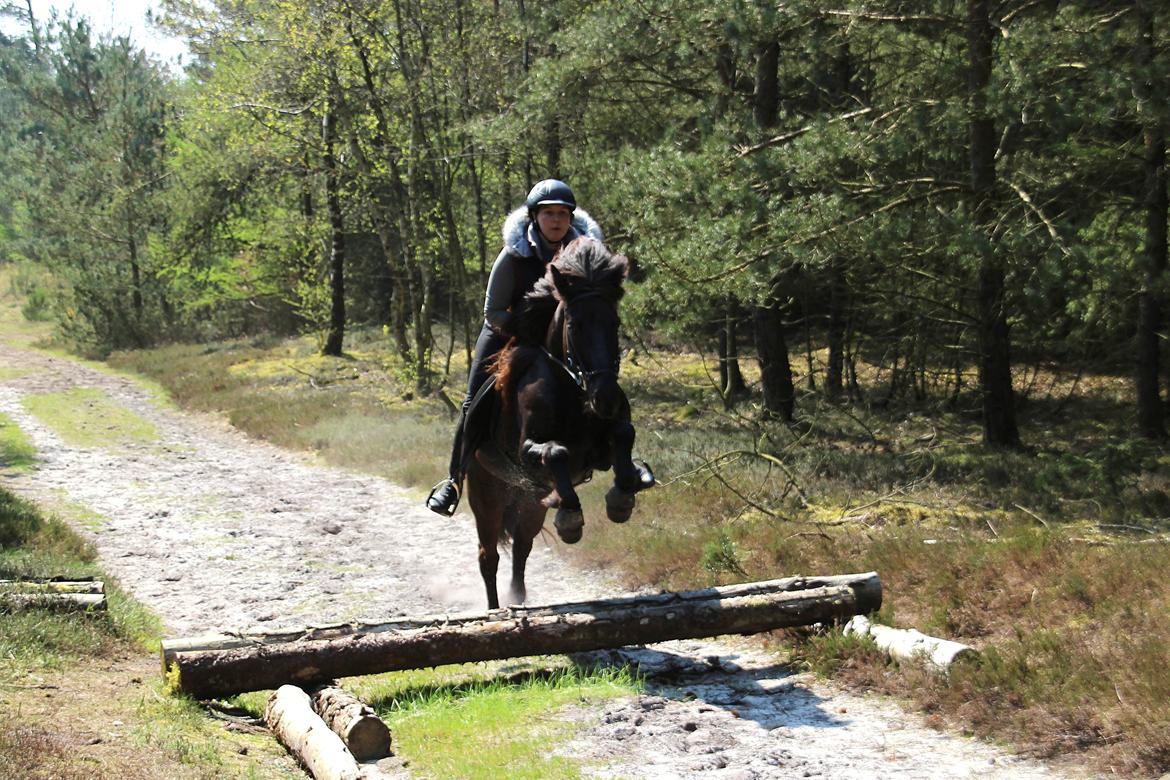 Islænder Stari harrested - Spring i skoven d. 20.04.14 billede 15