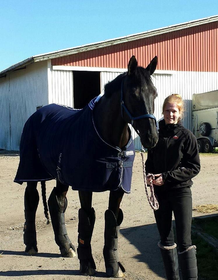 Dansk Varmblod Reve D'Amour F - Da hun skulle afsted til Blue horse  billede 16