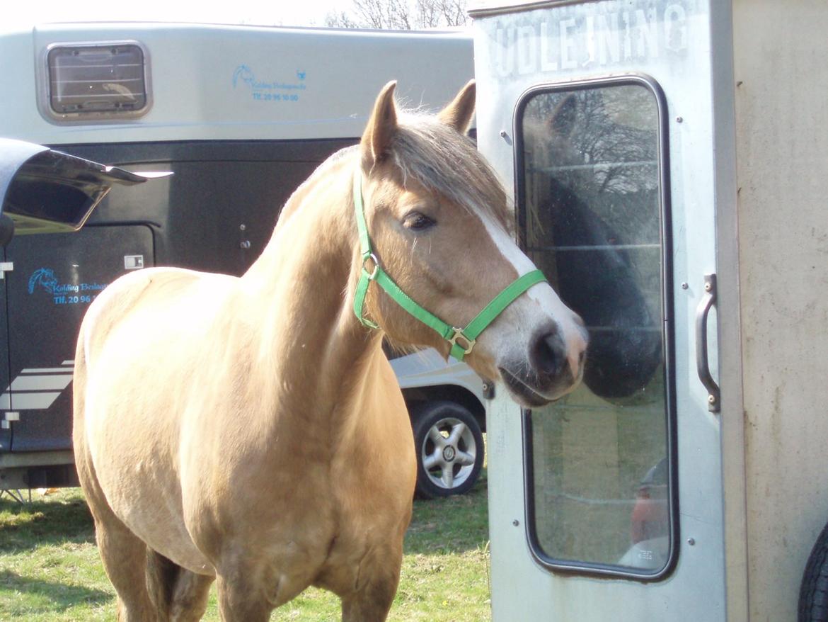 Anden særlig race RAS "Flotte fyr" - Skønne Ras ved triler til Aaskov 2014 billede 27