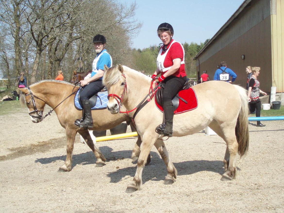 Fjordhest LINDEGAARDS ZARINA billede 32