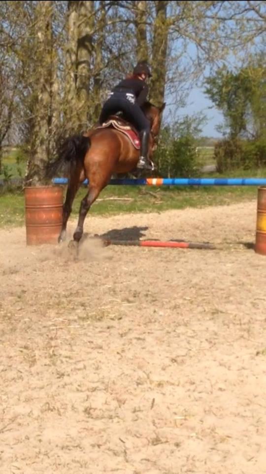 Ungarnsk Varmblod  Lili - 20/4-14, spring træning, 1 meter i bane.. Lili var flyvende <3 billede 4