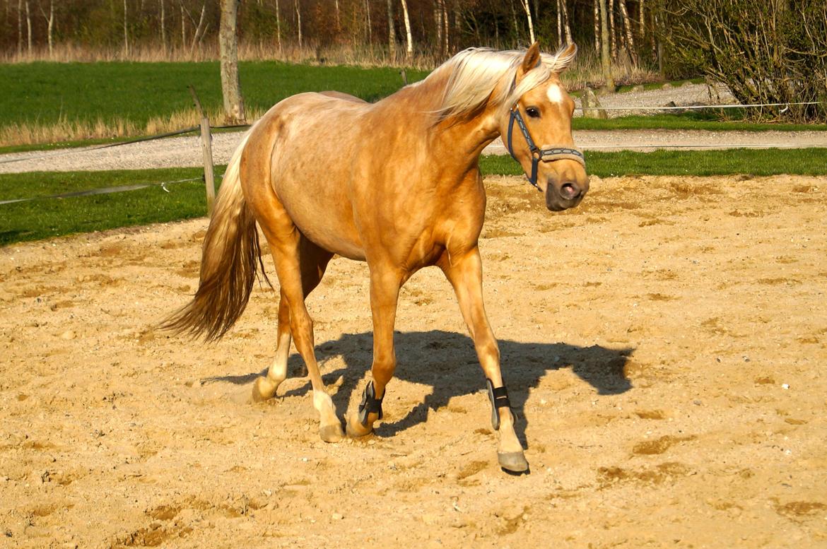 Palomino Hedegaards California Blue billede 36