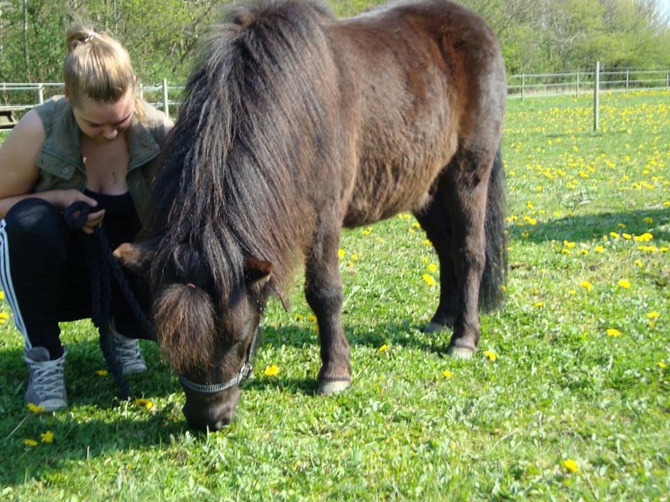 Shetlænder valentin billede 9
