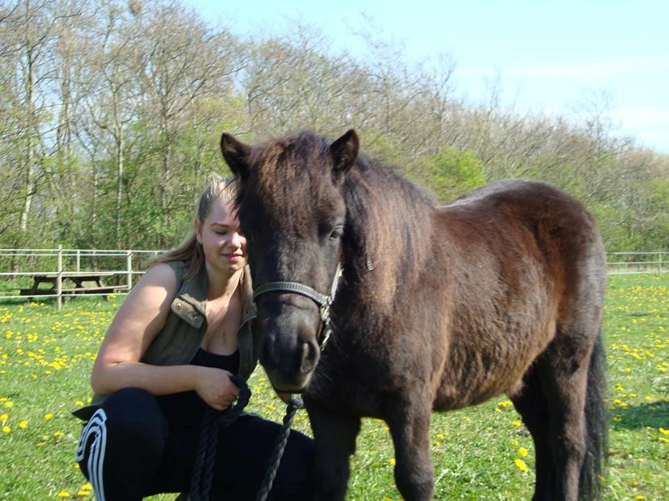 Shetlænder valentin billede 10
