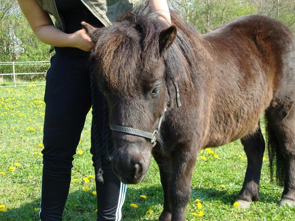 Shetlænder valentin billede 11