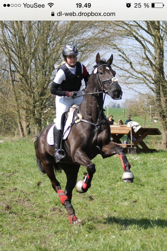 Dansk Varmblod Quendy - L billede 3