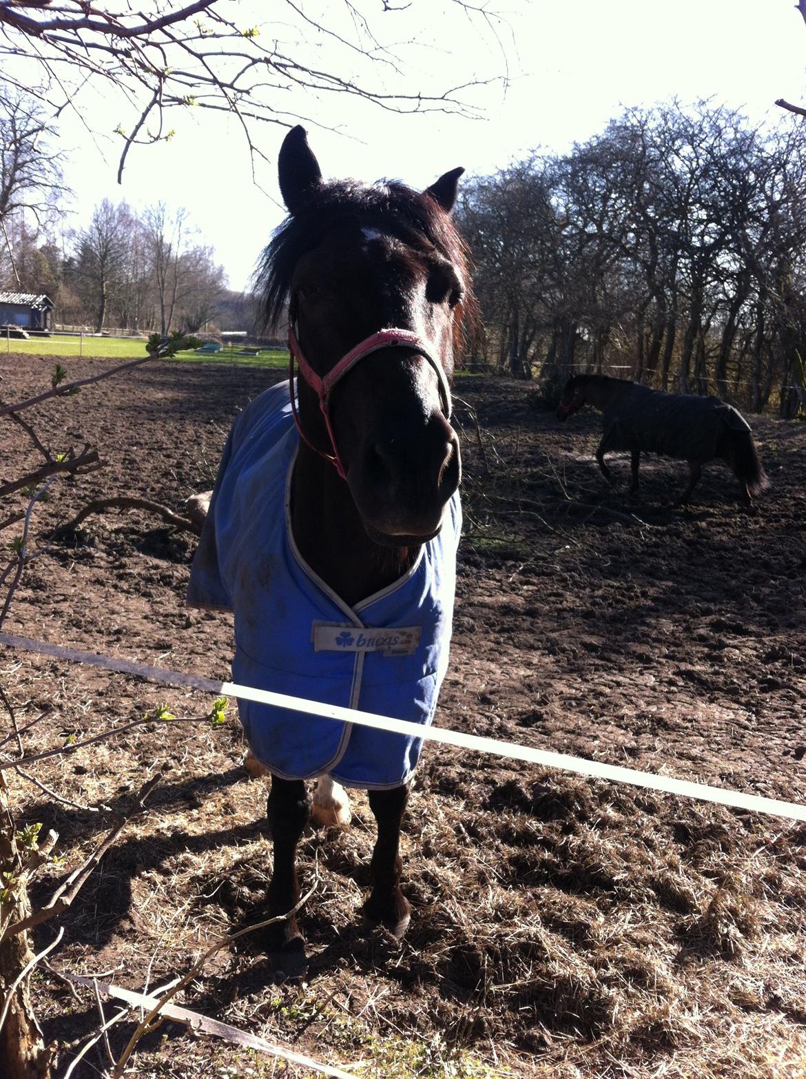 Welsh Cob (sec D) LSG Cæsar (Casino) - Solgt  - Stjernen på fold :-) billede 25