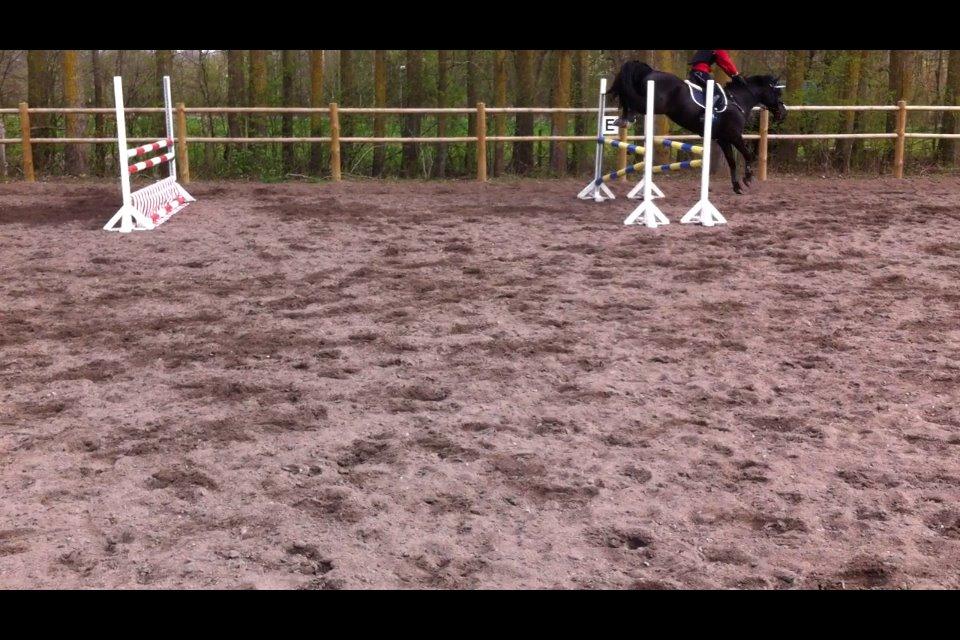 Welsh Cob (sec D) LSG Cæsar (Casino) - Solgt  - Springtræning 13/4 2014 <3 billede 23