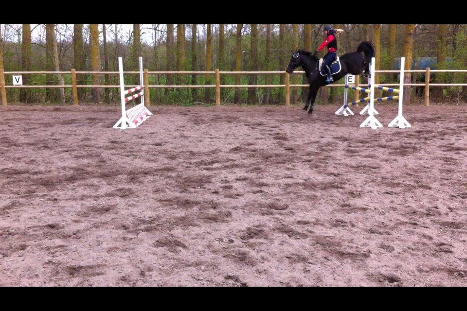 Welsh Cob (sec D) LSG Cæsar (Casino) - Solgt  - Springtræning 13/4 2014, lækre bagben højt over! billede 26