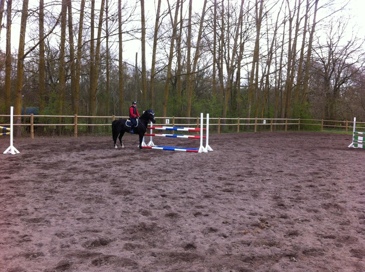 Welsh Cob (sec D) LSG Cæsar (Casino) - Solgt  - Stolt ejer over 110!! billede 30