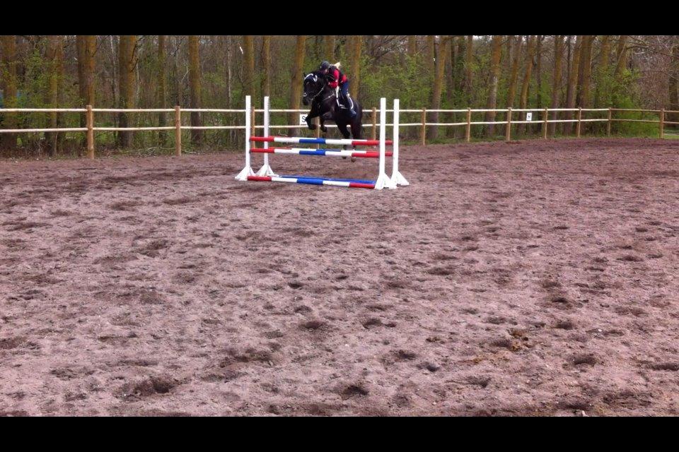 Welsh Cob (sec D) LSG Cæsar (Casino) - Solgt  - fantastisk springtræning 13/4 2014 :D billede 20