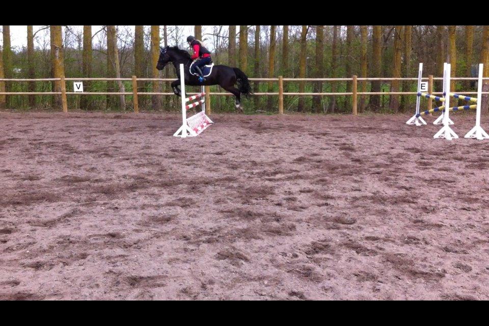 Welsh Cob (sec D) LSG Cæsar (Casino) - Solgt  - Springtræning 13/4 2014, helt igennem fantastisk pony <3 billede 19