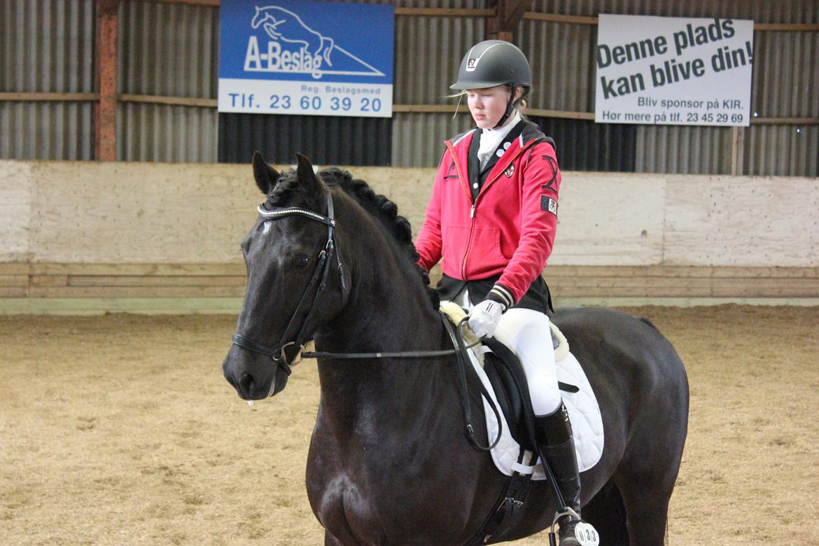 Welsh Cob (sec D) LSG Cæsar (Casino) - Solgt  - Opvarmning til LA1 :-) billede 21