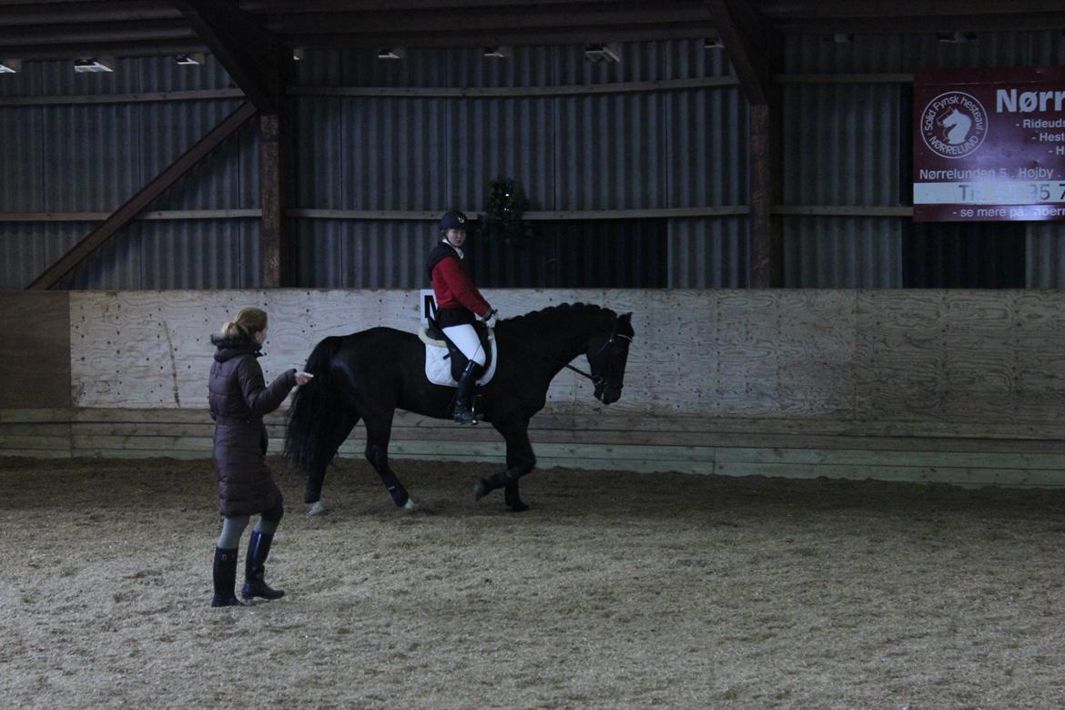 Welsh Cob (sec D) LSG Cæsar (Casino) - Solgt  - Opvarmning til LA1 <3 billede 18