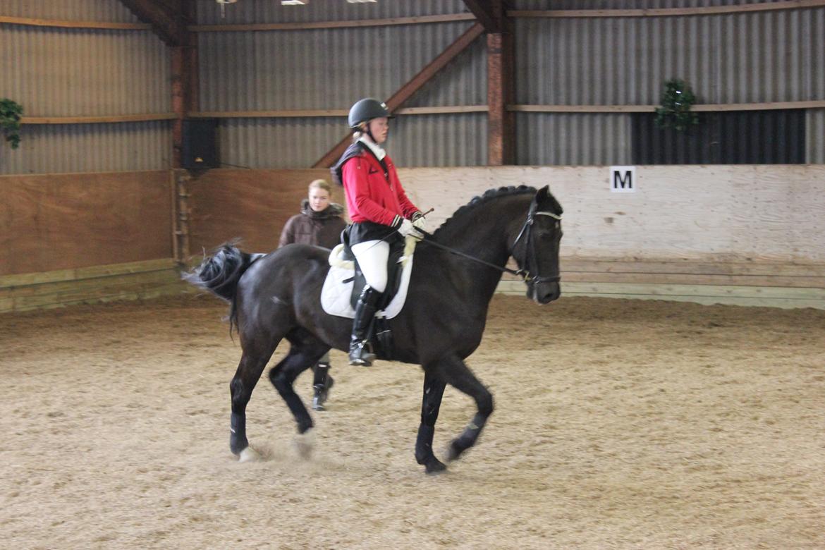 Welsh Cob (sec D) LSG Cæsar (Casino) - Solgt  - Opvarmning til LA1 <3 billede 17