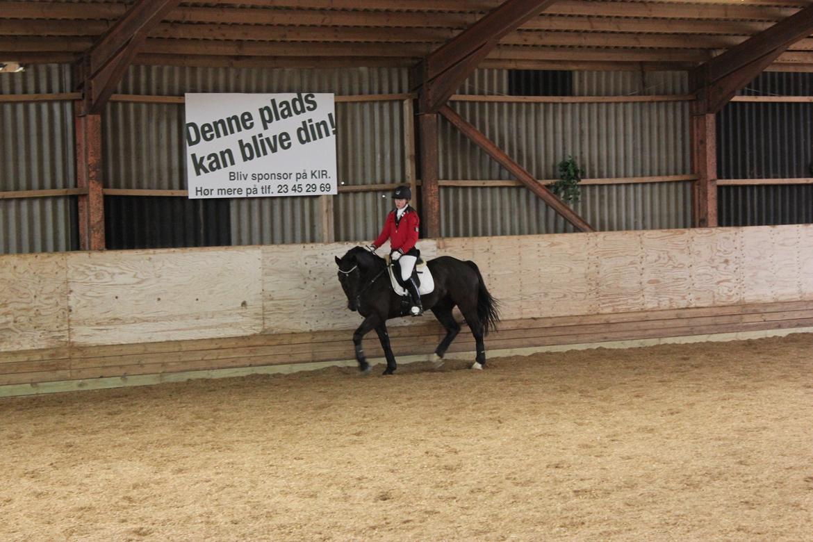 Welsh Cob (sec D) LSG Cæsar (Casino) - Solgt  - Opvarmning til LA1 ! billede 27