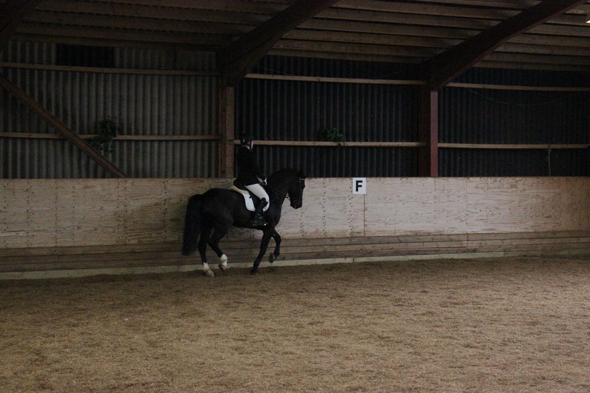 Welsh Cob (sec D) LSG Cæsar (Casino) - Solgt  - LA1 vandt klassen :D billede 28