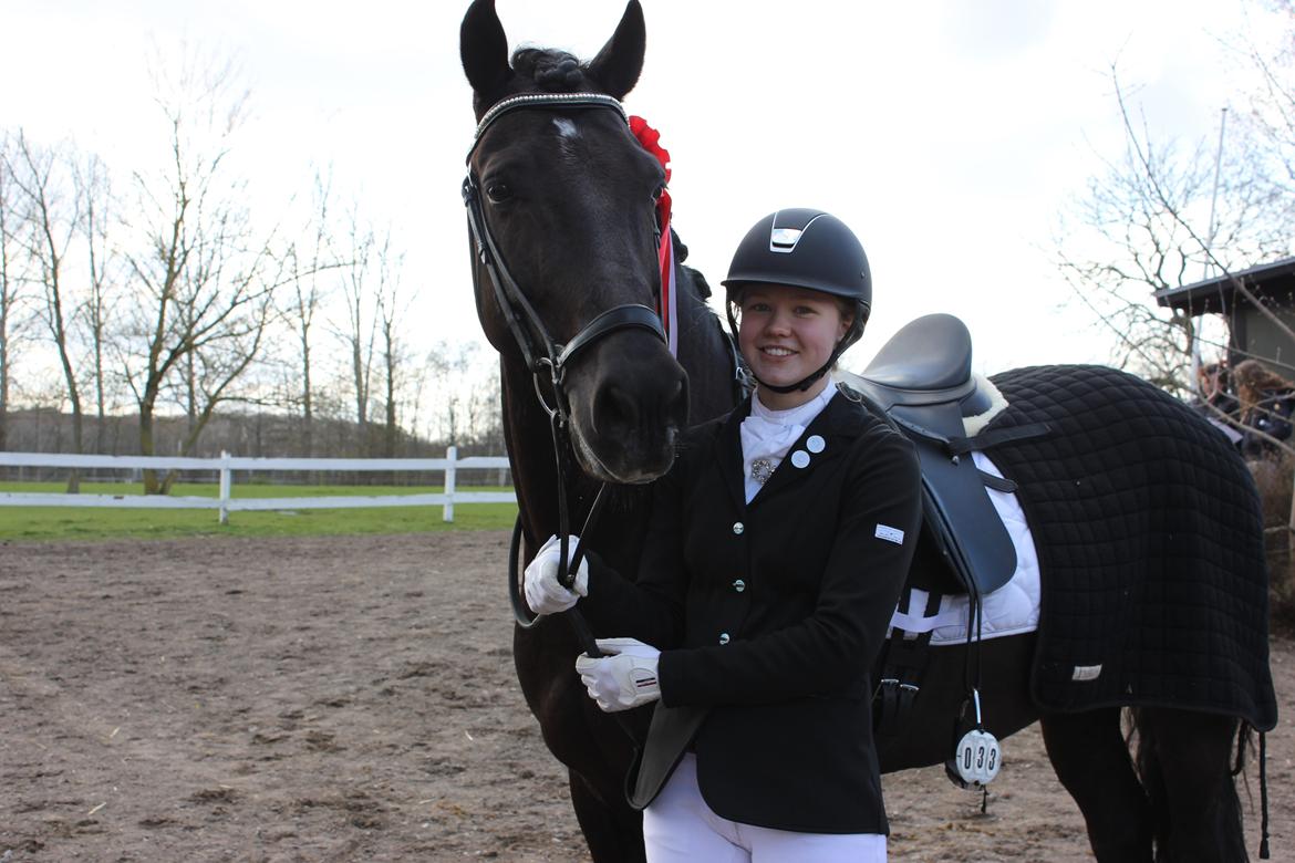 Welsh Cob (sec D) LSG Cæsar (Casino) - Solgt  - wuhuuuu vinder af LA1 dressur <3 billede 33