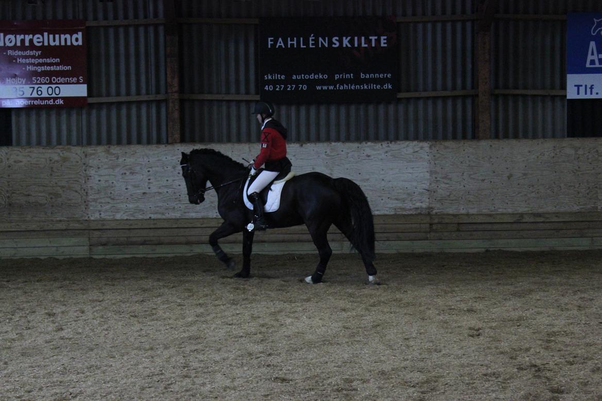 Welsh Cob (sec D) LSG Cæsar (Casino) - Solgt  - opvarmning til LA1 :D billede 31