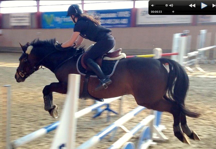 Anden særlig race Pondus - Stjernepony! V. Dennis Steffenauer billede 5