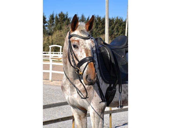 {{currentPhoto.altText}} billede {{currentPhoto.number}}