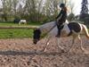 Pinto Gaasdal's Dushess *dysse* My everything [Tidl. hest]
