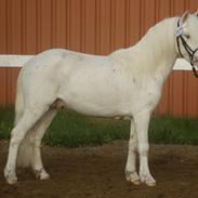 Knabstrupper Dalton's Dudley