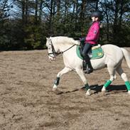 Welsh Pony (sec B) Dryfe Starry Knight A pony [Striber]