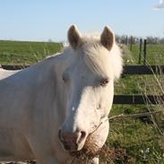 Welsh Pony (sec B) Dryfe Starry Knight A pony [Striber]