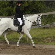 Irsk Sportspony Milton Express