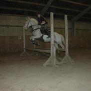 Anden særlig race Oliver