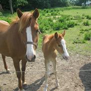 Anden særlig race cody
