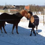 Anden særlig race cody