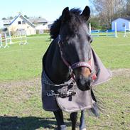Anden særlig race Black boy