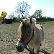 Fjordhest Sille R.I.P