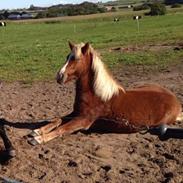 Islænder Saga skadhauge