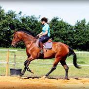 Anden særlig race Jo Chivas Regal