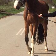 Dansk Varmblod Heart to Beat