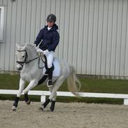 DSP Tingerups Bardot